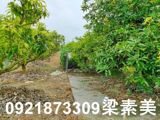 玉井農地-9