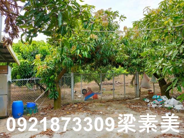 玉井農地-11