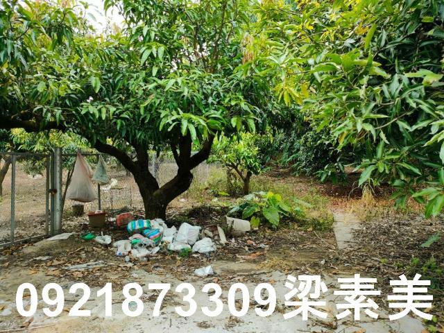 玉井農地-12