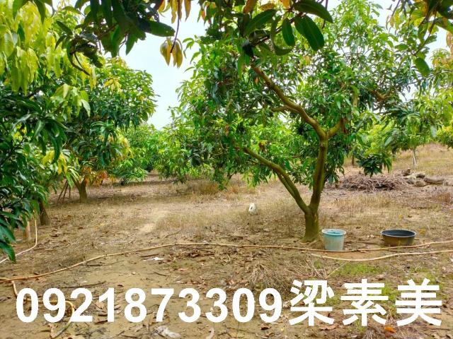 玉井農地-1