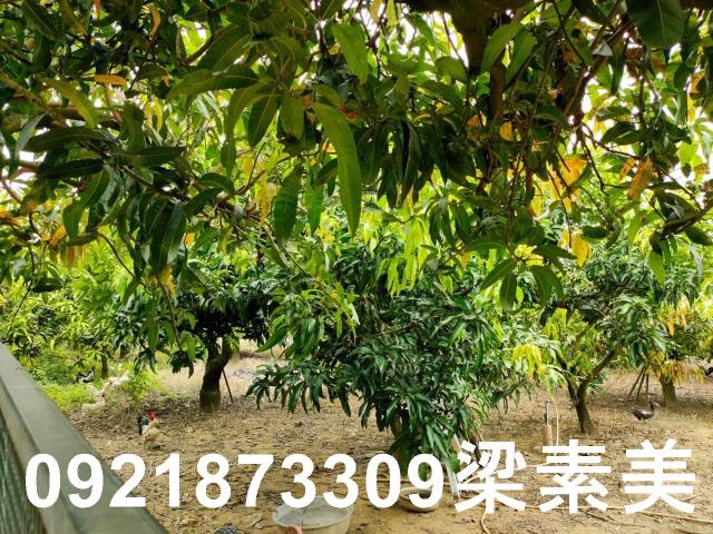 玉井農地-3