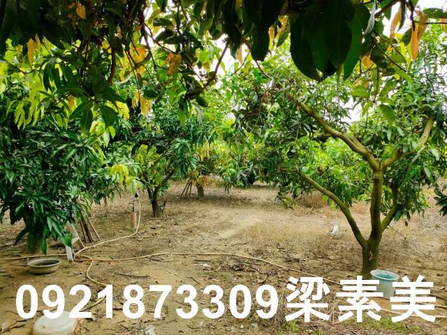 玉井農地-4