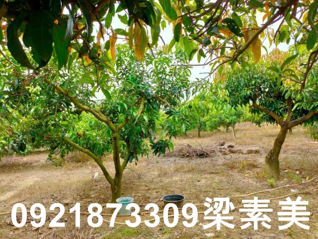 玉井農地-5