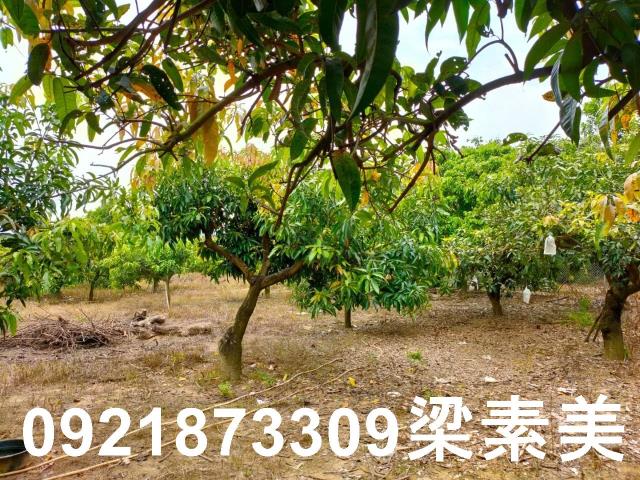 玉井農地-6