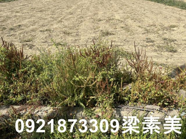 台南新化農地-1