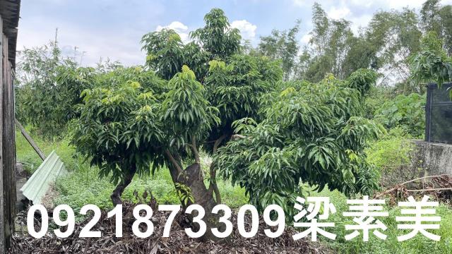 關廟農地-6