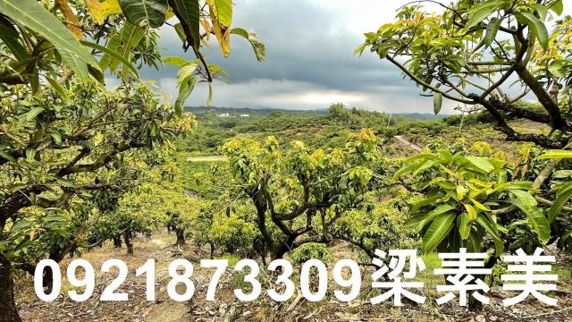 玉井農地-10
