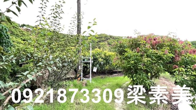 玉井農地-4