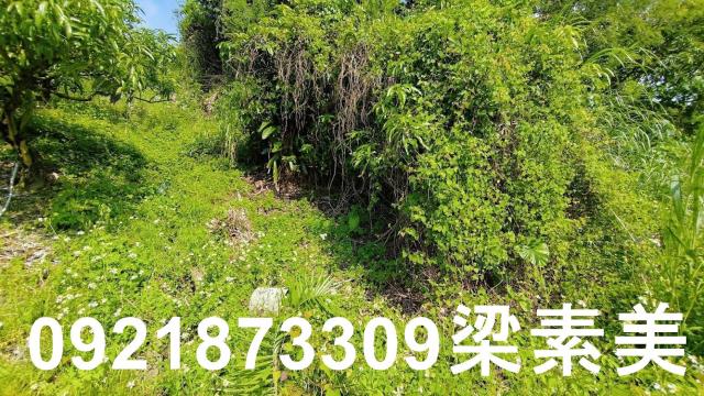 玉井農地-1