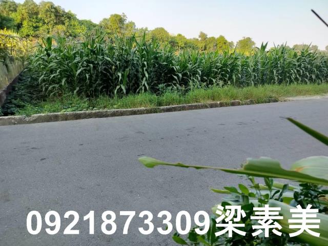 台南安定農地-4