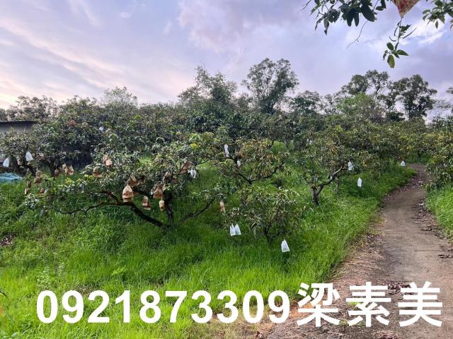 玉井農地-9