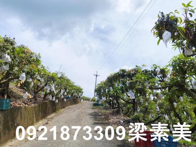 玉井農地-1