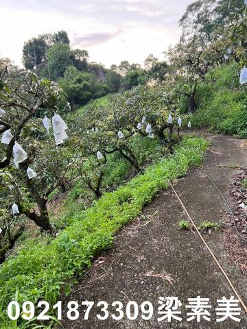 玉井農地-4