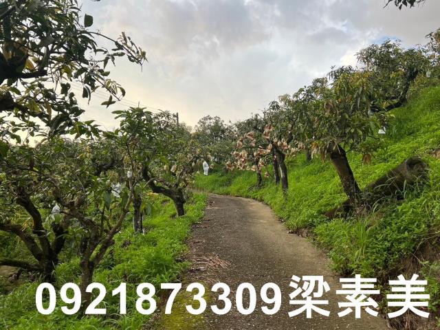 玉井農地-5