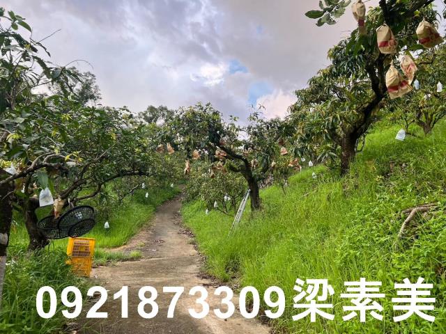 玉井農地-6