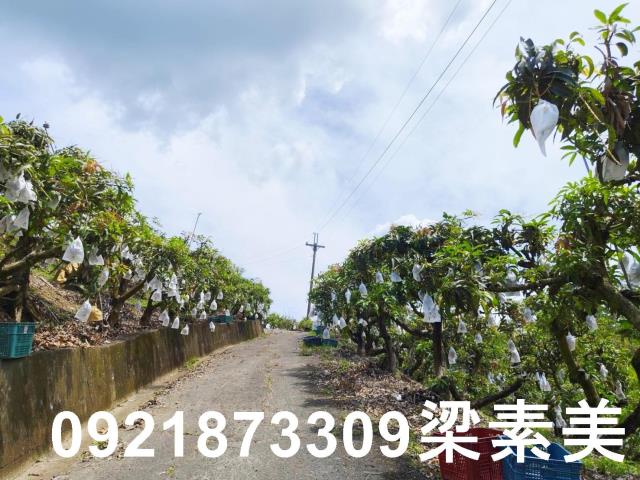 玉井農地-7