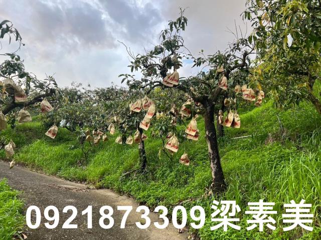 玉井農地-8