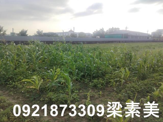 歸仁農地-3