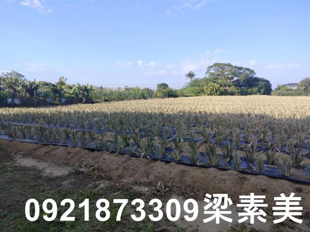歸仁農地-0