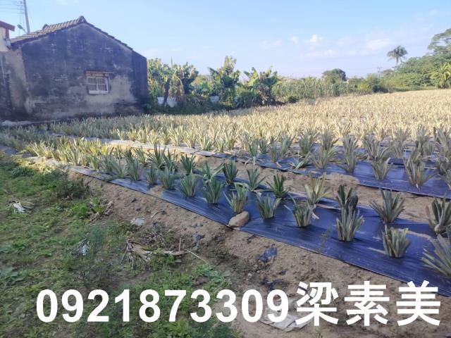 歸仁農地-1