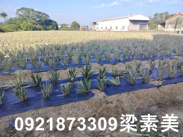 歸仁農地-3