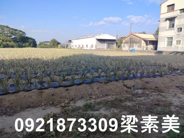 歸仁農地-5