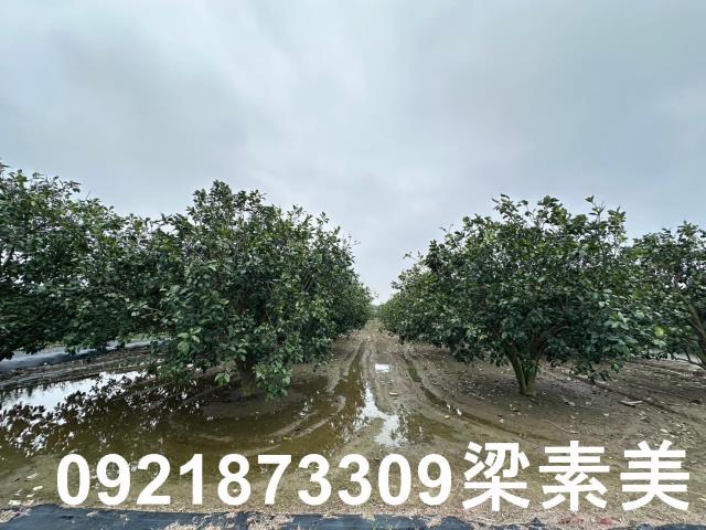 麻豆農地-9