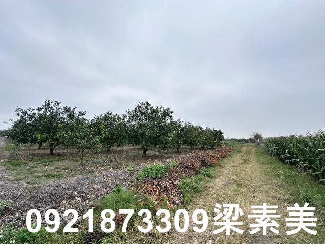 麻豆農地-0