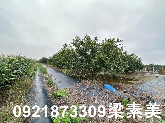 麻豆農地-8