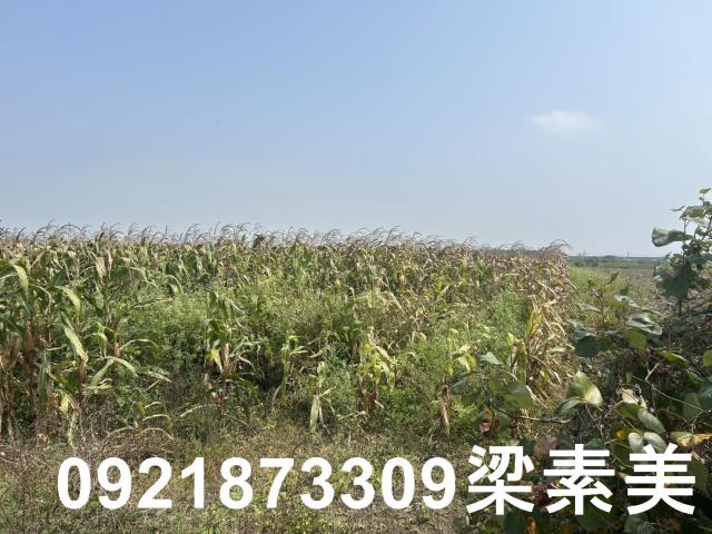 善化農地-0
