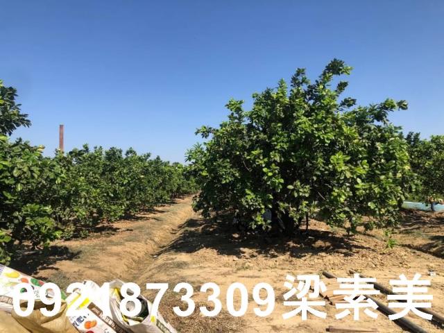 下營農地-0