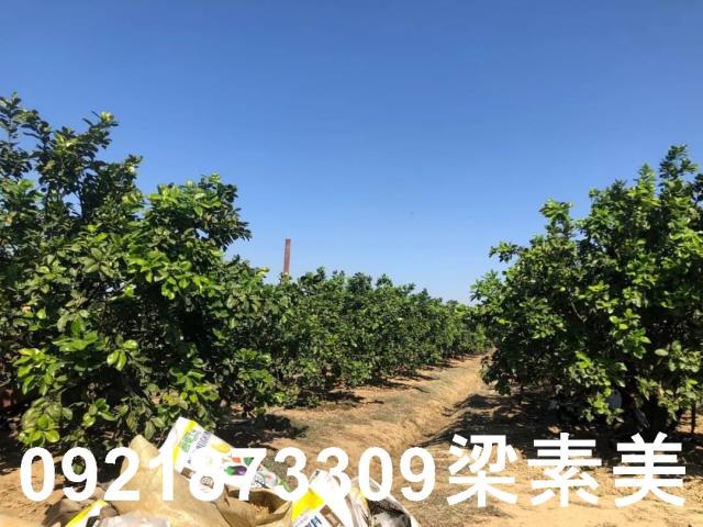 下營農地-1
