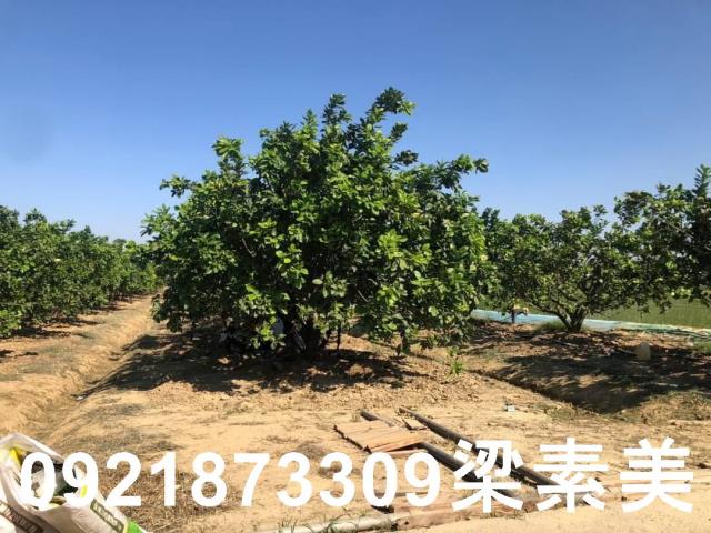 下營農地-2