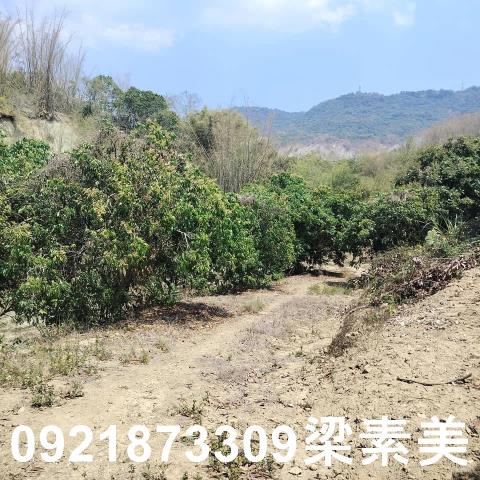 田寮農地-4