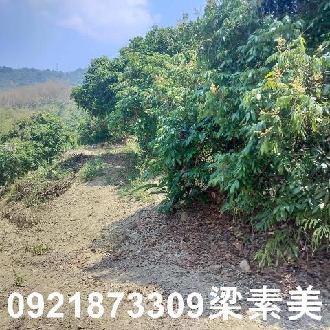 田寮農地-5