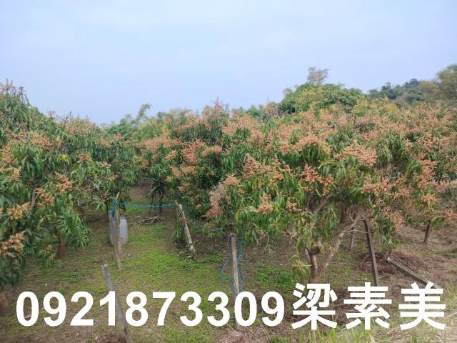 田寮農地-2