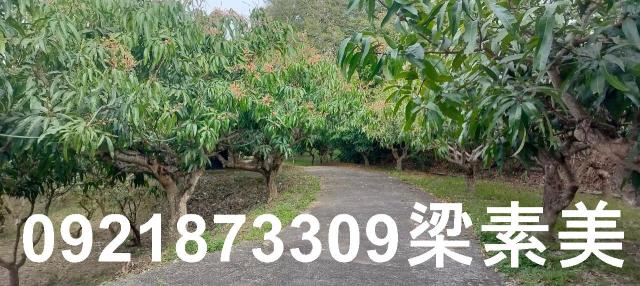 田寮農地-6