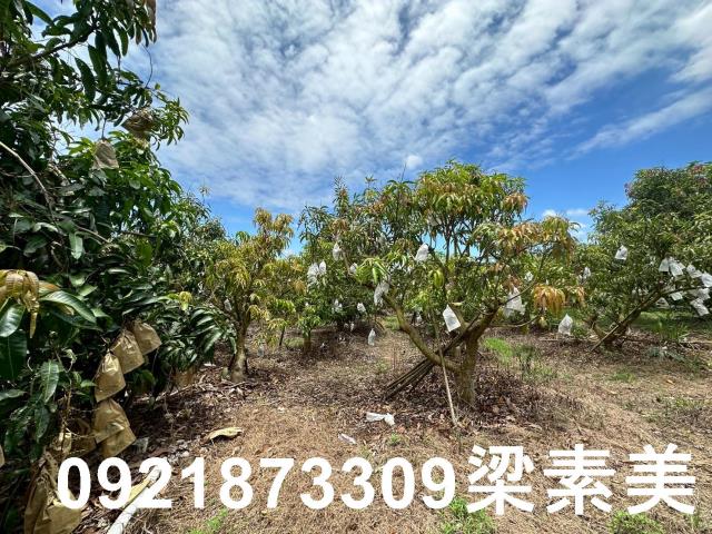 玉井農地-11