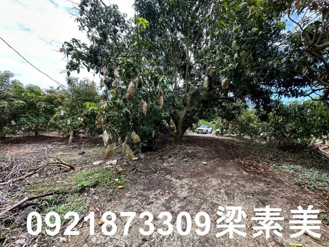 玉井農地-3