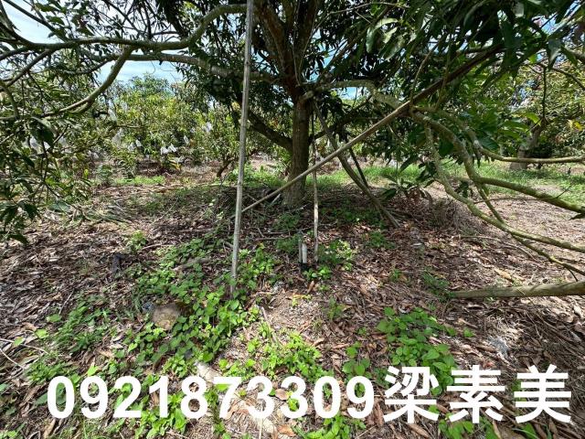 玉井農地-5
