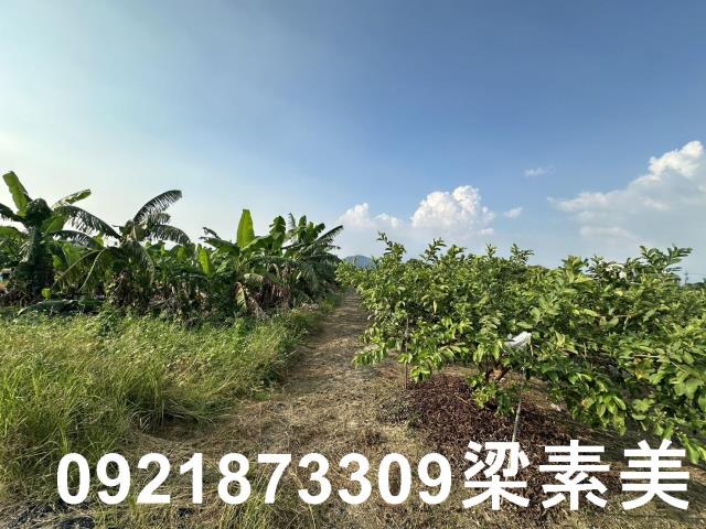 玉井農地-2