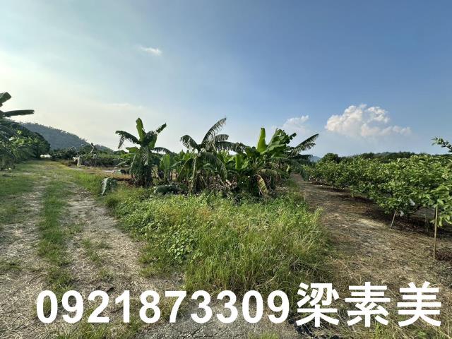玉井農地-3