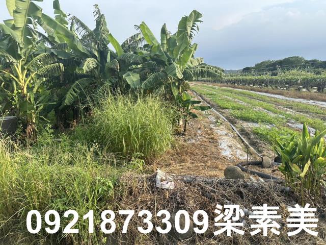 玉井農地-5