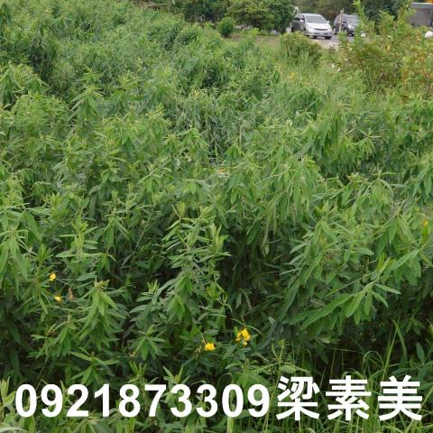 台南學甲農地-5