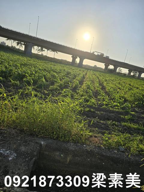 台南新市農地-7